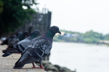 pigeon on the ground