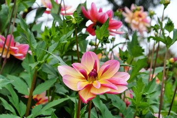 Pink and pale yellow decorative dahlia 'dark butterfly' in flower