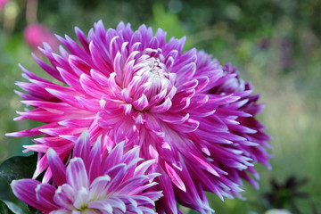 Pink and purple decorative dahlia flowers in bloom during late summer