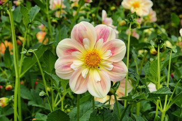 Peach and cream dahlia 'april heather' in flower