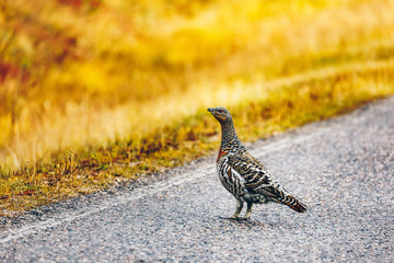 Female Capercaillie hen by the road