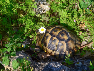 Tortoise with a camomile on the head in the grass