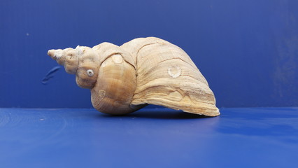 close-up seashell on blue background