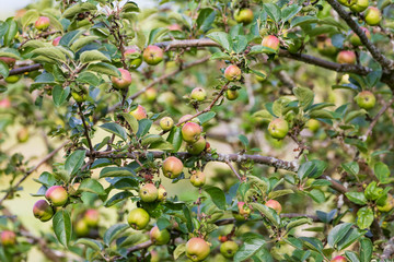 Apple tree, Auvergne, France.