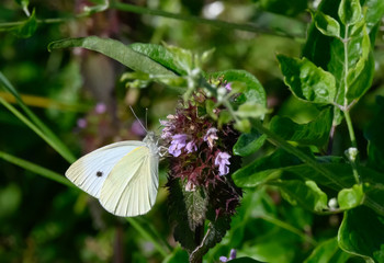 Insekten brauchen Blumen