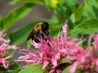 Bumblebee pollinating a pink bee balm flower bloom in the garden in summer.  Insect wildlife in nature.