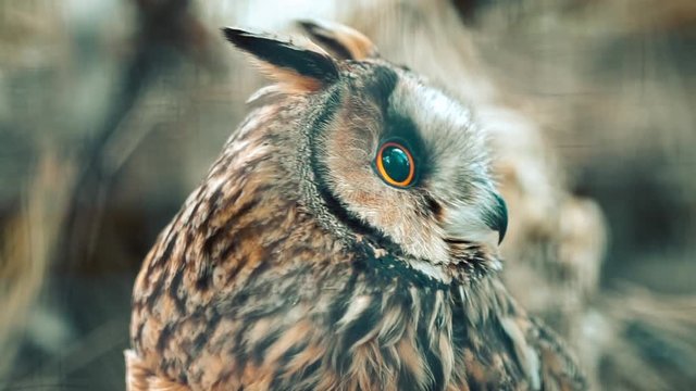 closeup portrait of beautiful owl