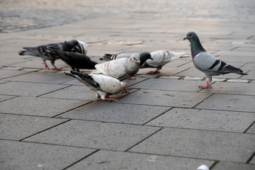 Please Obey the Pigeon Leader