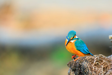Blue Eared Kingfisher