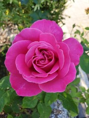 flowers, kwiaty, rośliny