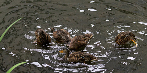 Young dabbling ducks diving