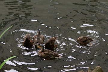 Young dabbling ducks diving