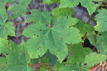 Ein von Blattläusen zerfressenes Blatt
