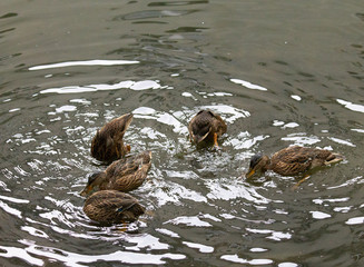 Young dabbling ducks diving