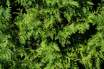 juniper leafs close up photo summer garden texture