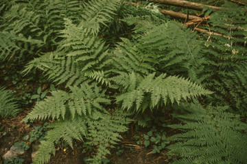 Fototapeta na wymiar A close up of a green plant