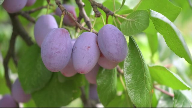 Fresh ripe blue plums on tree in summer garden.Close-up.