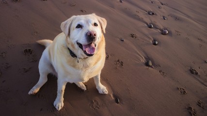 golden yellow Labrador smiling on beach