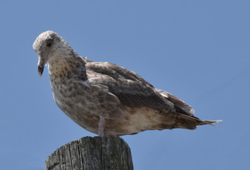 red tailed hawk