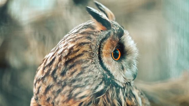 close up portrait of beautiful owl