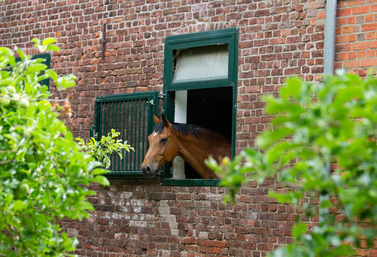 A horse looking out of a barn window