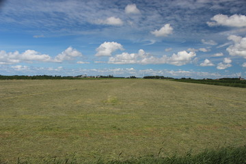 Fototapeta premium Beautiful blue sky over a Dutch meadow with forest edge.