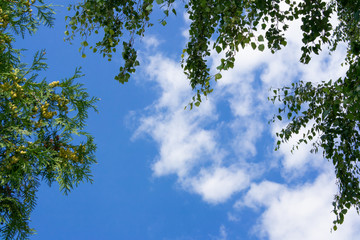 green leaves, Full frame blue frame blue sky