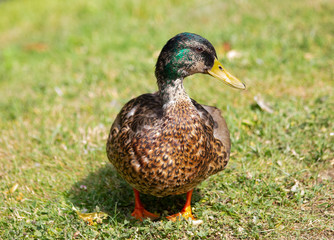 Mottled duck (leopard-like chest)
