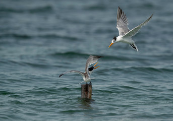 Greater Crested Tern fight for perch at Busaiteen coast, Bahrain