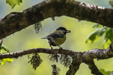 Great Tit (Latin name Parus major) on a tree branch