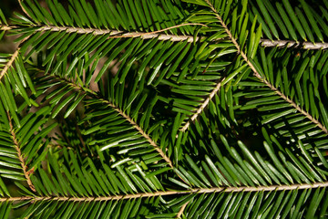close-up of green fir, needles, pine twig