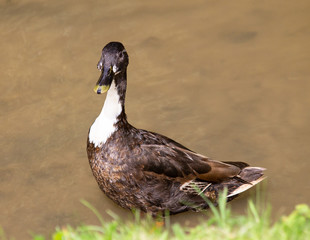 Mottled duck