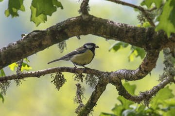 Great Tit (Latin name Parus major) on a tree branch