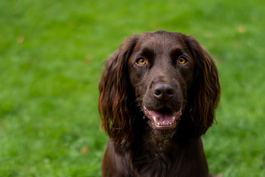 brown cocker spaniel puppy portrait on grass