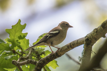 Female Chaffinch (Latin name Fringilla coelebs) on the branch of a tree