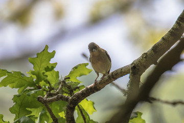 Female Chaffinch (Latin name Fringilla coelebs) on the branch of a tree