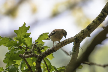 Female Chaffinch (Latin name Fringilla coelebs) on the branch of a tree