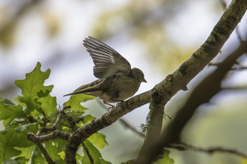 Female Chaffinch (Latin name Fringilla coelebs) on the branch of a tree