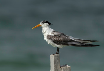 A closeup of Greater Crested Tern after taking bath at Busaiteen coast, Bahrain