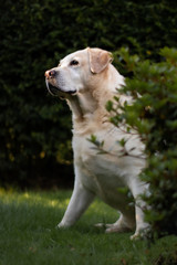 golden yellow Labrador in nature