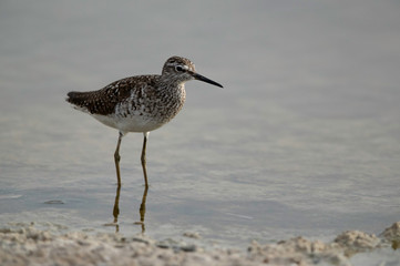Wood Sandpiper at Asker marsh, Bahrain