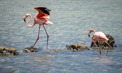 Views around the Caribbean island of Curacao 