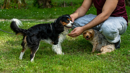 
Meeting between 2 dogs, and their owners, during the walk