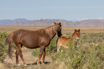 Naklejka na ściany i meble Wild Horse Mare and Foal in the Utah Desert