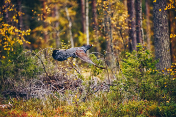 Male of western Capercaillie in colorful fall forest