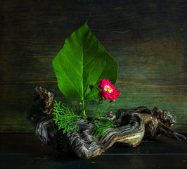 Flower composition. Ekibana. Still life.