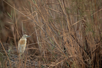 Squacco Heron in its habitat at Asker marsh, Bahrain