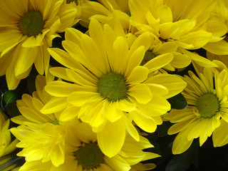 Chrysanthemums 2
