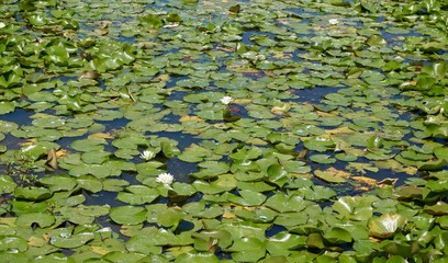 A bunch of green water lily pads floating in the water,