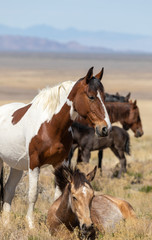 Obraz premium Wild Horse Mare and Foal in the Utah Desert